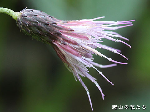エチゴヒメアザミ－花