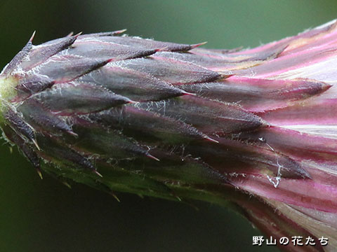 エチゴヒメアザミ－花２