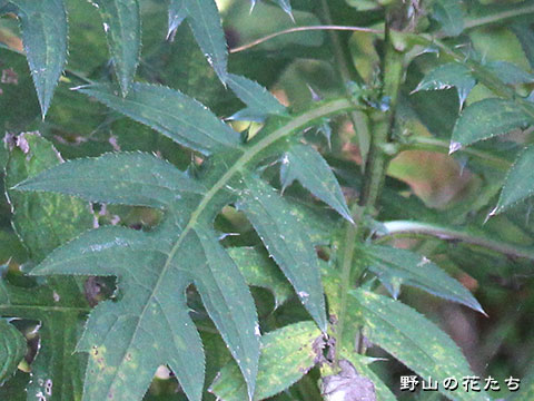 マツシマアザミ－茎