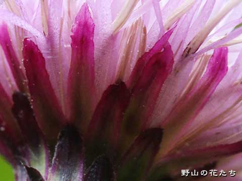 シドキヤマアザミ－花４
