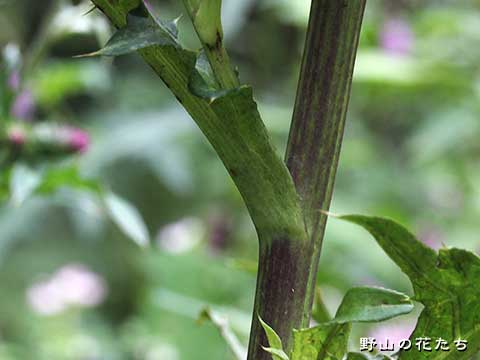 シドキヤマアザミ－茎