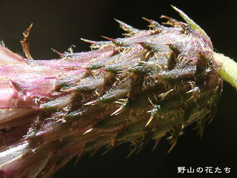 ウラジロカガノアザミ－花２