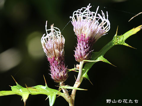 ウラジロカガノアザミ－花