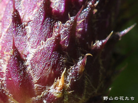 ウラジロカガノアザミ－花３