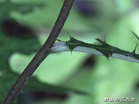ウラジロカガノアザミ－茎