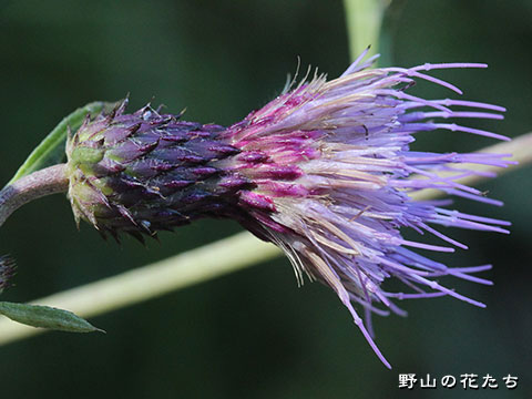 ナギソアザミ－花