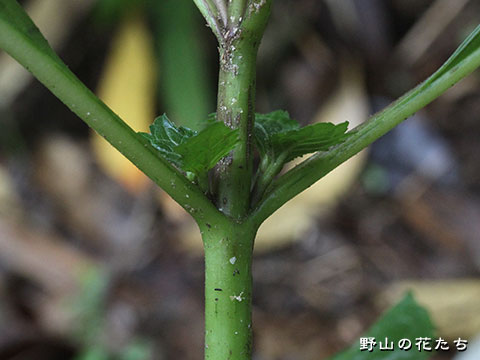 ヌマダイコン－茎