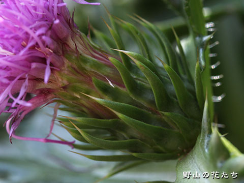 ハマアザミ－花２