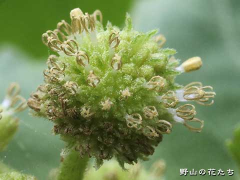 イガオナモミ－花