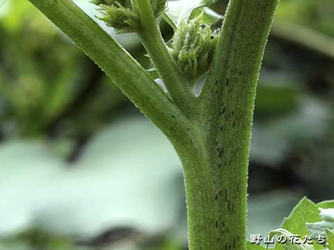 イガオナモミ－茎