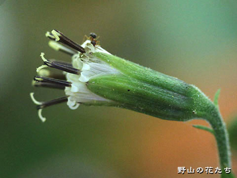 オガコウモリ－花