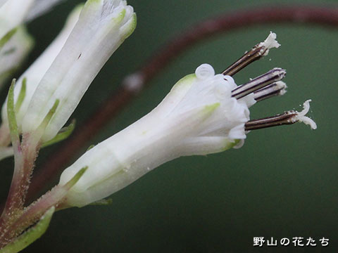 ショウナイオオカニコウモリ－花２
