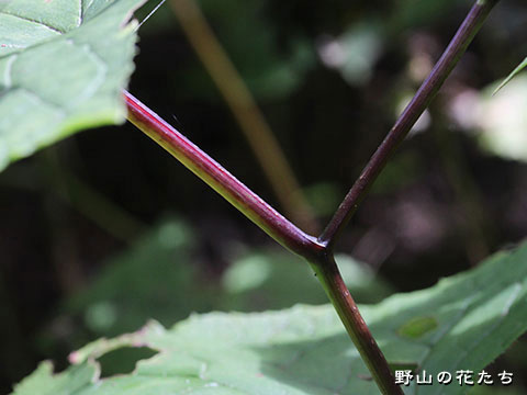 ショウナイオオカニコウモリ－茎