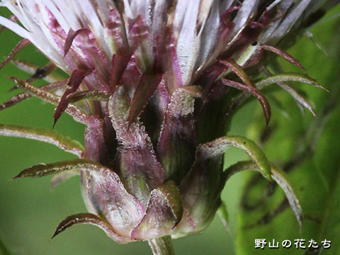 マルバノリクラアザミ－花２