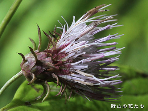 マルバノリクラアザミ－花