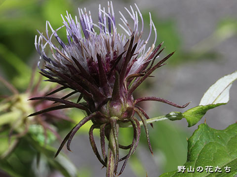 マルバノリクラアザミ－花３