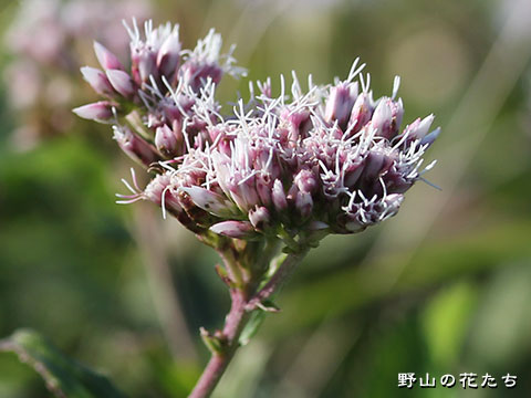 ハマサワヒヨドリ－花