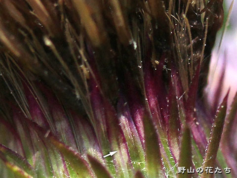 マルバヒレアザミ－花２
