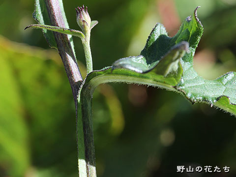 トウミトウヒレン－茎