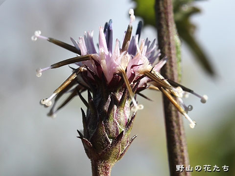 トウミトウヒレン－花