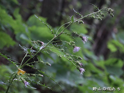 アシノクラアザミ－花