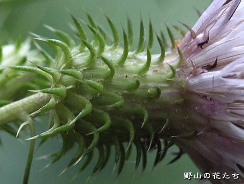 フシノクラアザミ－花２