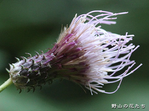ハナマキアザミ－花２