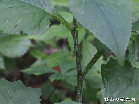 センダイトウヒレン－茎