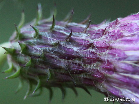 イワキヒメアザミ－花３
