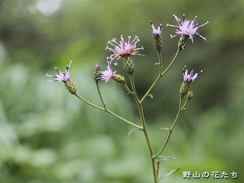 タンザワヒゴタイ－花