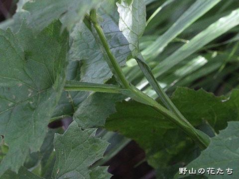 タンザワヒゴタイ－茎３