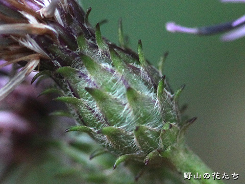 アブクマトウヒレン－花