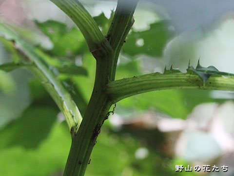 リクゼンアザミ－茎