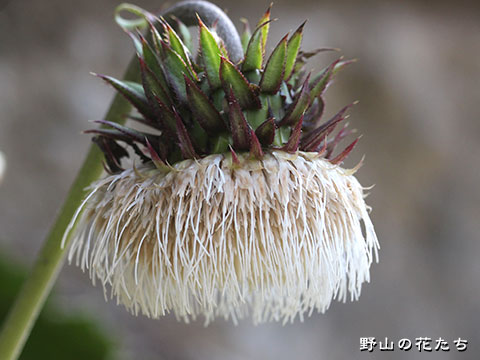 シロバナフジアザミ－花