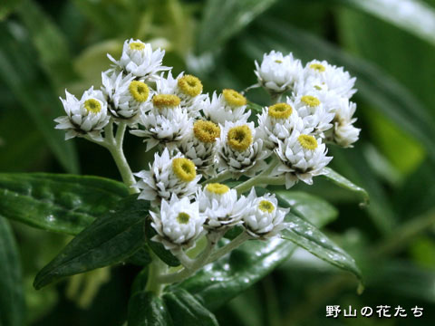 ヤマハハコ－花