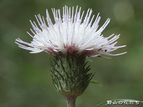 シロバナノハラアザミ－花