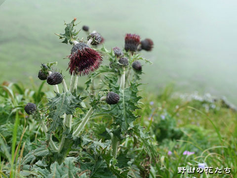 チョウカイアザミ 野山の花たち 東北と関東甲信越の花