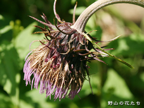 ダイニチアザミ－花