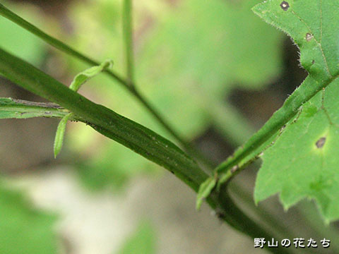 キンプヒゴタイ－茎
