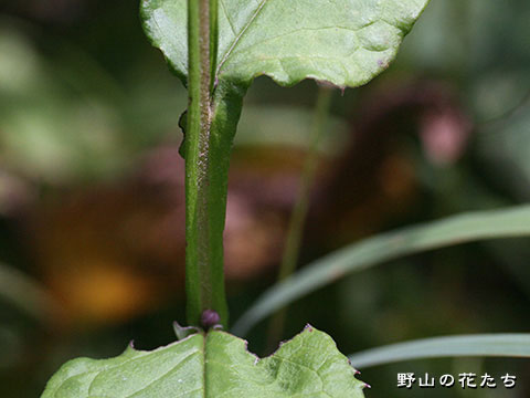 セイタカトウヒレン－茎