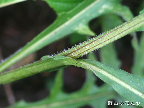ヒメヒゴタイ－茎・葉