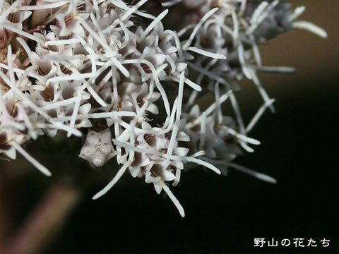 ハマサワヒヨドリ－花２