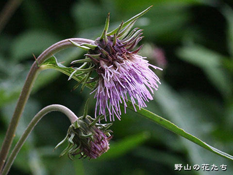 キソアザミ－花