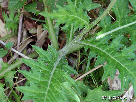 ダイニチアザミ－茎