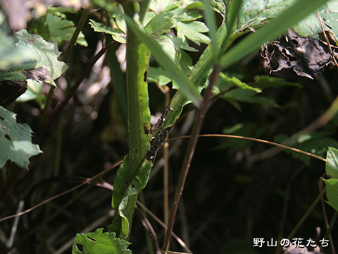 ミヤマキタアザミ－茎