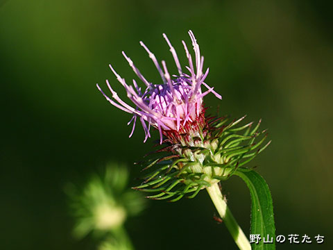 ダキバヒメアザミ－花