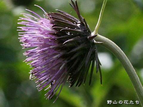 タテヤマアザミ－花２