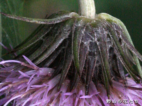 タテヤマアザミ－花３