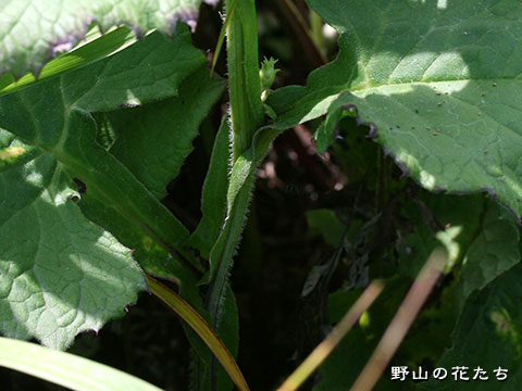 ハチノヘトウヒレン－茎