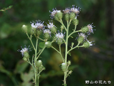 ホクロクトウヒレン－花